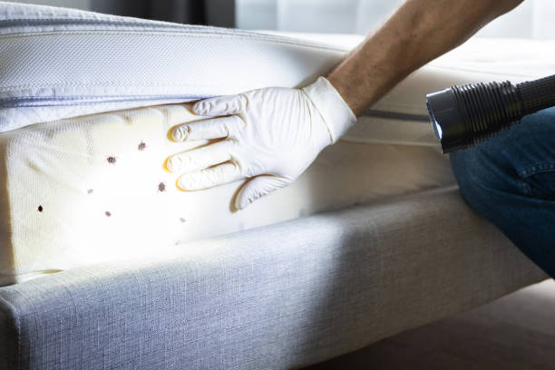 Best Flea Control Services  in Woodbury Center, CT