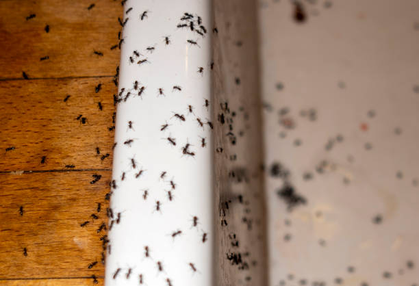 Best Flea Control Services  in Woodbury Center, CT